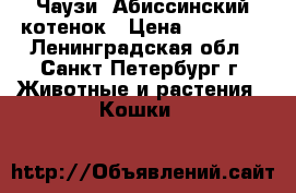 Чаузи. Абиссинский котенок › Цена ­ 23 000 - Ленинградская обл., Санкт-Петербург г. Животные и растения » Кошки   